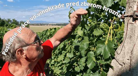 Obrázok vysvetľujúci proces zatienenia čajovníkov pred zberom a vznik chlorofylu