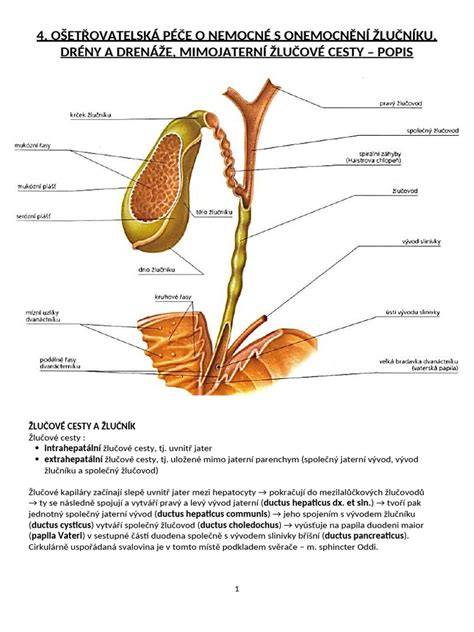 Ilustrácia anatomie žlčníka a cesty žlčových ciest