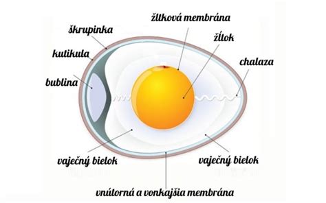 Obrázok: Základná štruktúra zloženia šunky