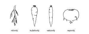 Infografika: Rozdelenie koreňovej zeleniny a ich časti (koreň, hľuza, bulva) a zhrnutie výživových hodnôt