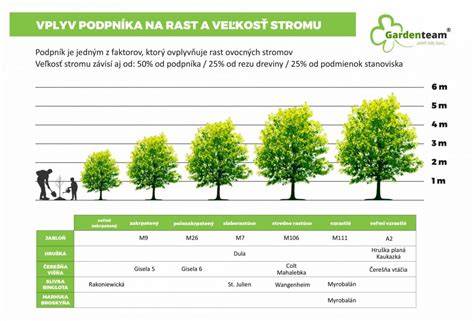 Schéma: Správne rozmery riadkov a vzdialenosti medzi rastlinami pri pestovaní koreňovej zeleniny