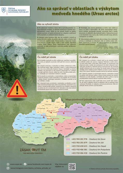 Infografika: Ako sa správať pri stretnutí s medveďmi a žralokmi