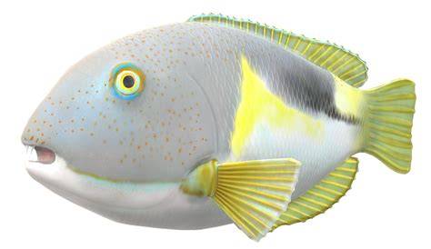 ryba_farbenie.png