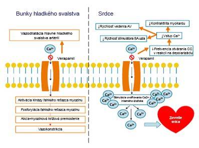 Infografika: Mechanizmus účinku sulfonov a dapsónu