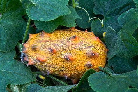Kiwano - rohatý melón (africká uhorka): <obrazok>kiwano_africka_uhorka.jpg</obrazok>