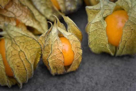 Physalis - lampiónové ovocie: <obrazok>physalis.jpg</obrazok>