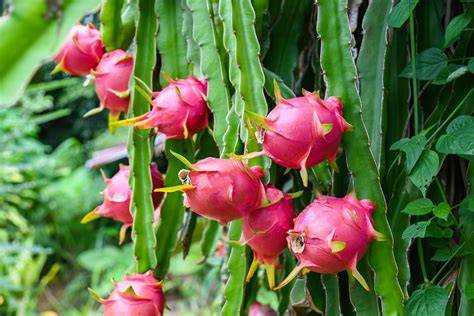 Pitahaya - dračie ovocie: <obrazok>pitahaya.jpg</obrazok>