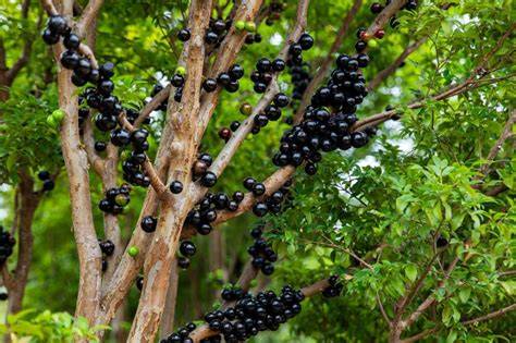 Jabuticaba - ovocie rastúce na kmeni: <obrazok>jabuticaba.jpg</obrazok>