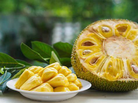 Jackfruit - obrovské tropické ovocie: <obrazok>jackfruit.jpg</obrazok>