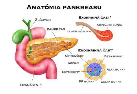 Infografika: anatomia pankreasu a vplyv bylín na endokrinnú a exokrinnú funkciu