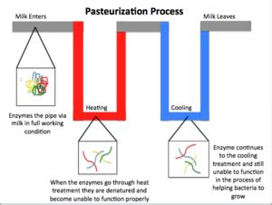 Proces pasterizácie mlieka