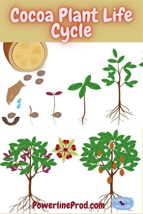 schematický diagram Cocoa Life