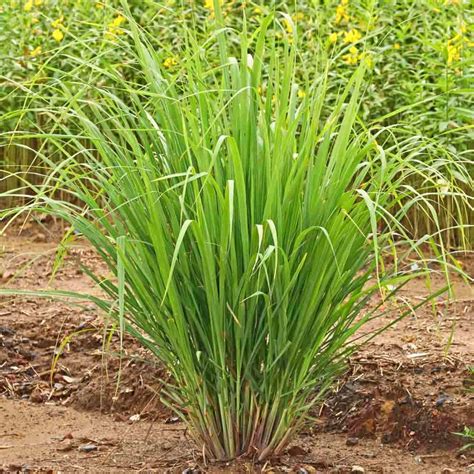 Infografika: Porovnanie druhej rastliny Cymbopogon citratus a Cymbopogon flexuosus s ich využitím