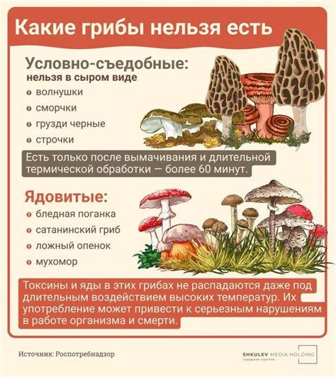 Infografika: Rozlíšenie jedlých a jedovatých strmuliek