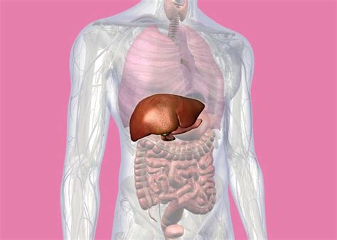 Ilustrácia hovädzej pečene s ríbezľovou omáčkou