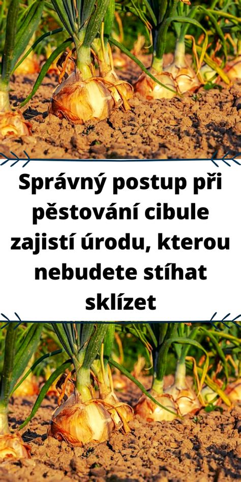 Infografika: postup karamelizácie cibule a prípravy cibuľového džemu