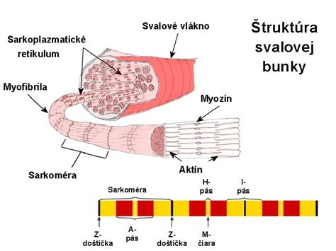 Štruktúra vlneného vlákna