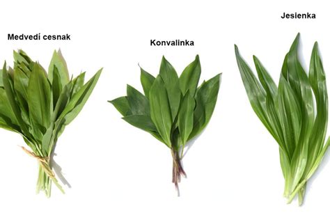 Infografika: Sprievodca zberom medvedieho cesnaku a bezpečnosť pri poznávaní rastlín