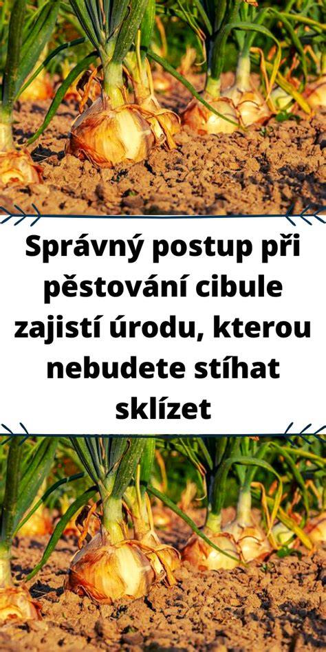Infografika: postup karamelizácie cibule a zahustenia omáčky