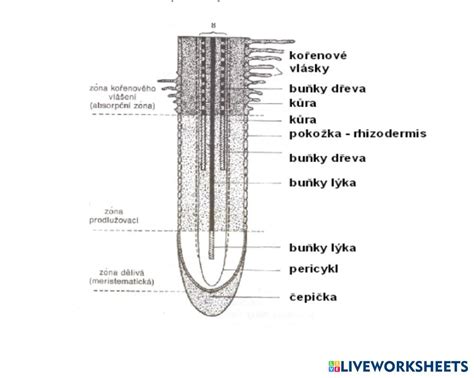 Anatomická schéma semenníkov a nadsemenníkov s vyznačením zápalu