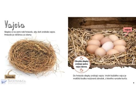 Schéma obalenia rezňov v cestíčku zo solamylu a vajca