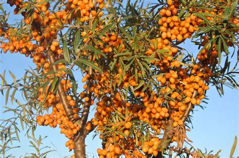 Štruktúra antioxidantov v rakytníku