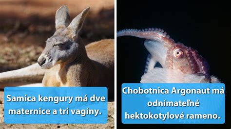 Rozmanitosť druhov hamburgerov