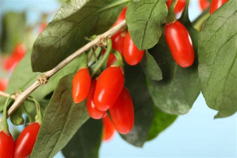 Infografika: Ideálne podmienky pre pestovanie goji (slnečné stanovište, priepustná pôda, rez a zber)