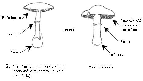 Rozdiel medzi smrekovou a jedľovou šiškou