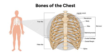 Infografika: anatomia hovädzích držiek, typy dielov a proces čistenia