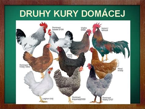 Ilustrácia kury domácej s detailným popisom jej anatómie