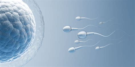 Proces oplodnenia vajíčka spermiou