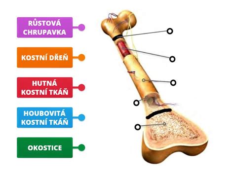 Štruktúra kostí a ich obsah