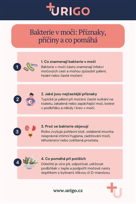 Infografika: Fermentácia kapusty - postup krok za krokom