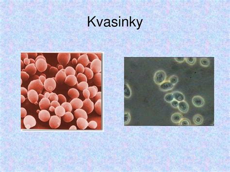 Ilustrácia kvasinky Candida