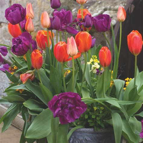 Cibuľky tulipánov na predaj
