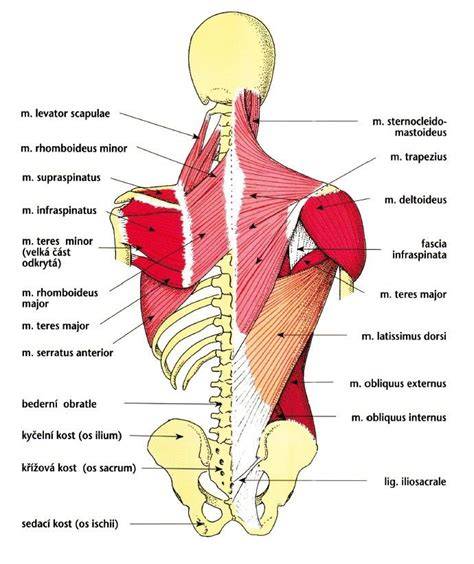 Infografika: anatomie trapézového svalu a jeho tři části