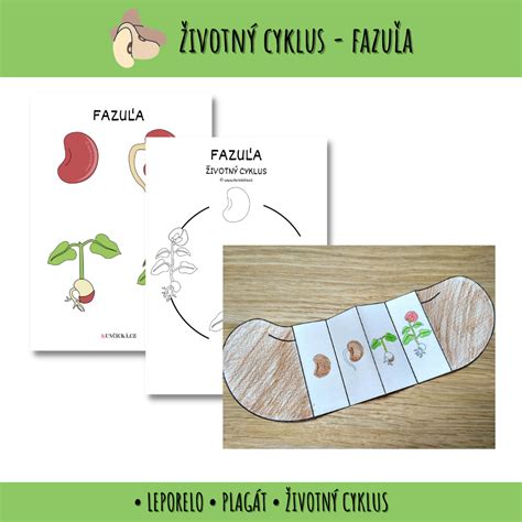 Infografika: Životný cyklus kríčkovej fazule a ideálne podmienky
