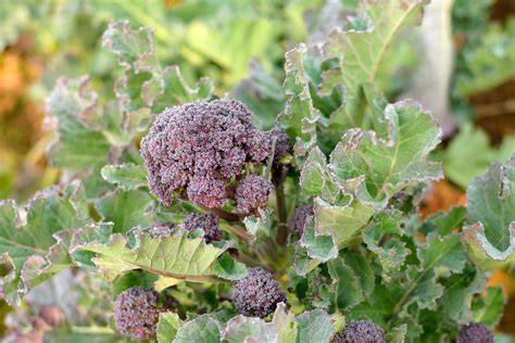 Rôzne typy brokolice: Calabrese, Romanesco, fialová