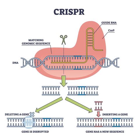 Tema obrázka: Princíp CRISPR/Cas a potenciálne riziká v hospodárskych zvieratách