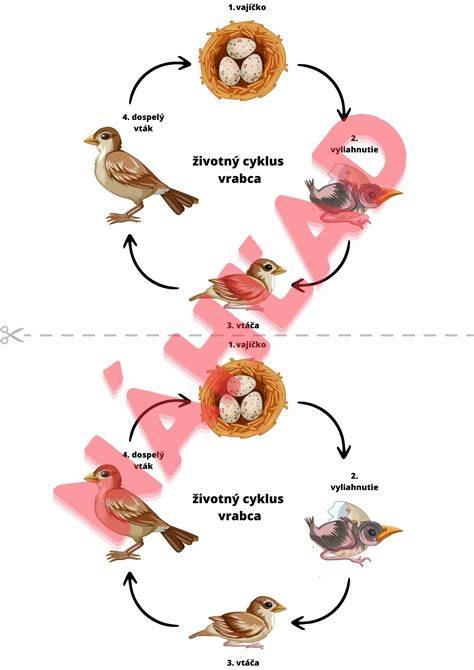 Infografika: Životný cyklus svrabu a spôsob šírenia