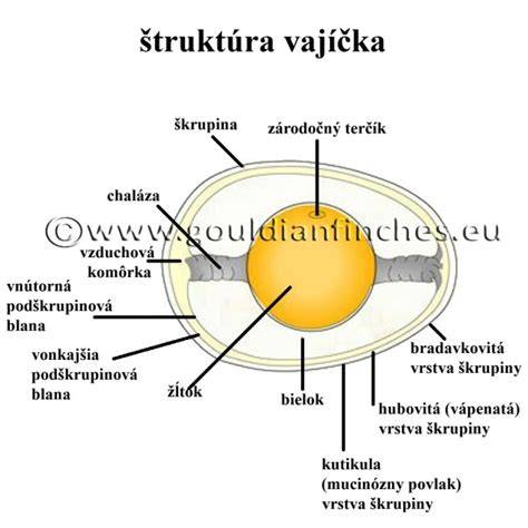 Infografika: Zloženie vajca a proces tvorby