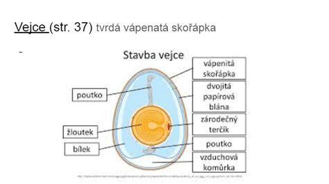 Schéma pigmentácie vajec podľa plemena