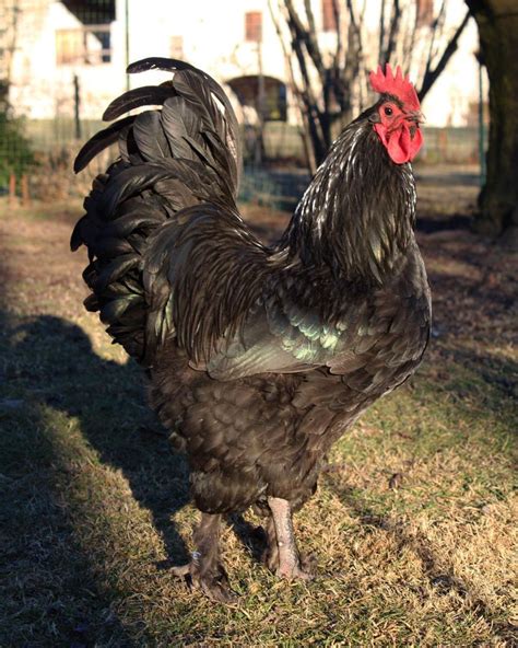 Plemeno Croad Langshan