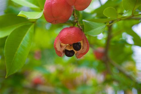 Acknowledgement: Ackee tree in Jamaica - symbolické zobrazenie kultúrneho dedičstva