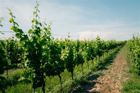 Vinice v Barossa Valley