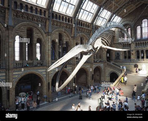 Hintze Hall and Blue Whale skeleton surrounding a dramatic central space