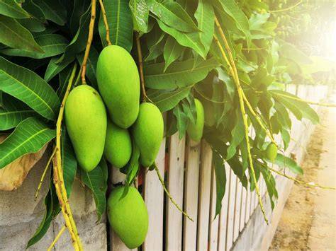 Mango plody a ich šupka s červenými a žltými miestami
