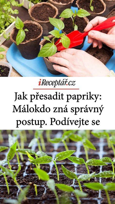 Infografika: Základný postup prípravy plnenej alma papriky a typov nálevov