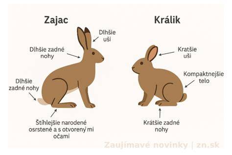 Obrázok znázorňujúci rozdiel medzi vegánskou a konvenčnou kozmetikou
